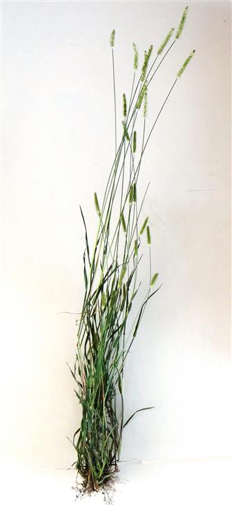 Setaria pumila